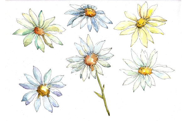 Download White Daisy Watercolor Flower Set - Set Collection