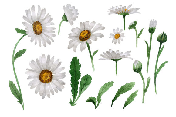 Download Beautiful Flower White Daisy Set - Set Collection
