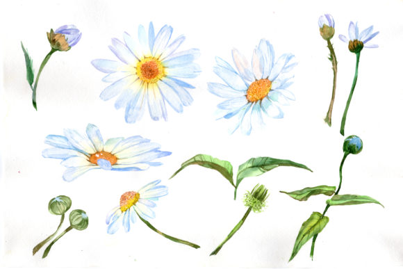 Download White Daisy Watercolor Flower Set - Set Collection
