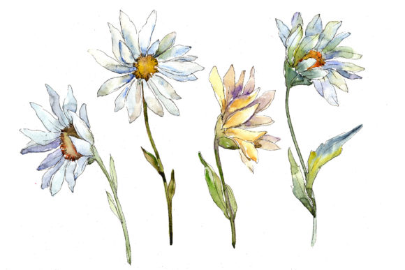 Download Fine White Daisy Watercolor Flower Set - Set Collection